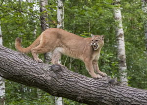 Mountain Lion in the woods