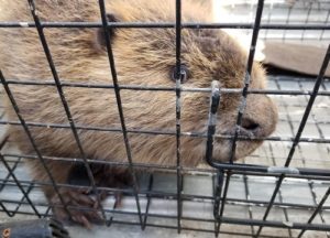 Beaver in a trap