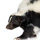 Skunk on a white background