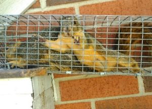 Squirrels in a trap