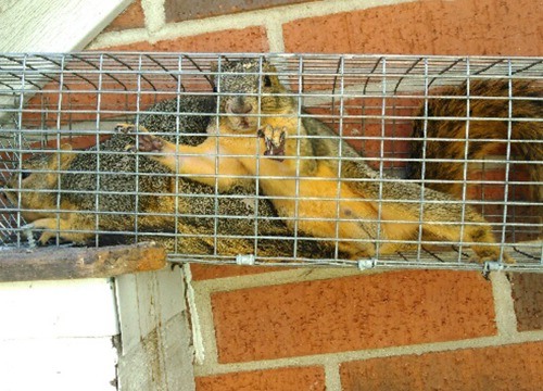 Wildlife Photograph - Squirrels caught in cage traps inside the attic