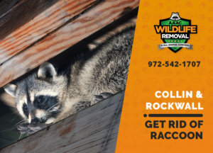 get rid of raccoon collin rockwall