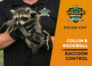raccoon control collin rockwall