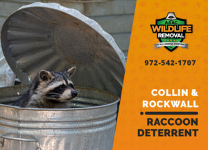 collin rockwall raccoon deterrents