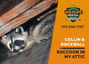 raccoon stuck in attic collin rockwall