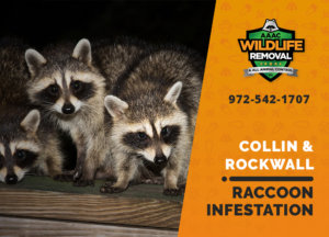 infested by raccoons collin rockwall