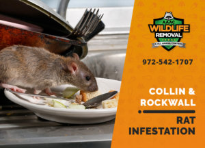 rat infestation signs collin rockwall