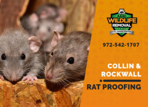 rat proofing in collin rockwall