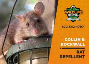 rat repellent useful collin rockwall