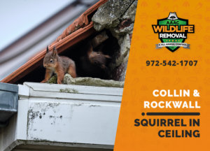 squirrel stuck in ceiling collin rockwall