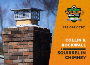 squirrel stuck in chimney collin rockwall