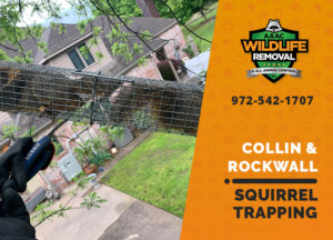 squirrel trapping program collin rockwall