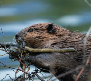 Beaver Chewing stick