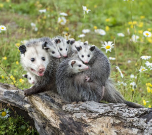 Opossums in a field