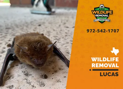 Lucas Wildlife Removal professional removing pest animal