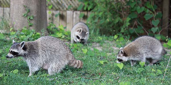raccoon pack traveling through a yard