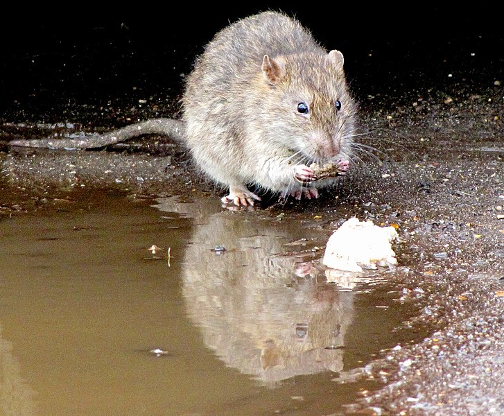 How to Prevent Rats in the Garden