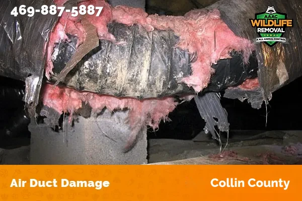 Damage to an air duct caused by wildlife in Collin County