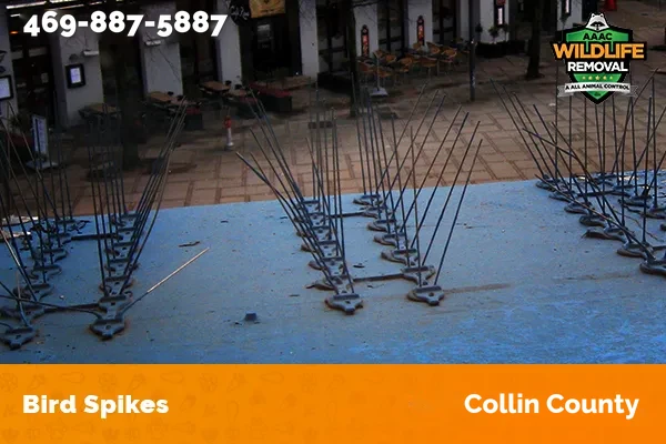 Bird Spikes installed on a commercial building in Collin County
