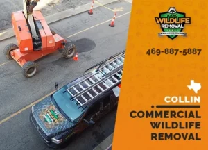 Commercial Wildlife Removal truck in Collin County