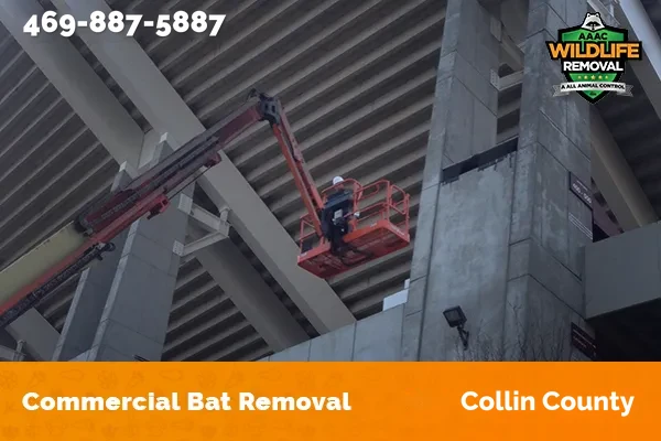 Wildlife Control Operator handling a bat removal job in Collin County