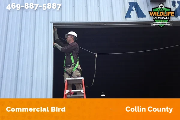 Wildlife Control Operator handling a bird removal job in Collin County