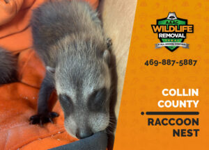raccoon nest in attic collin county